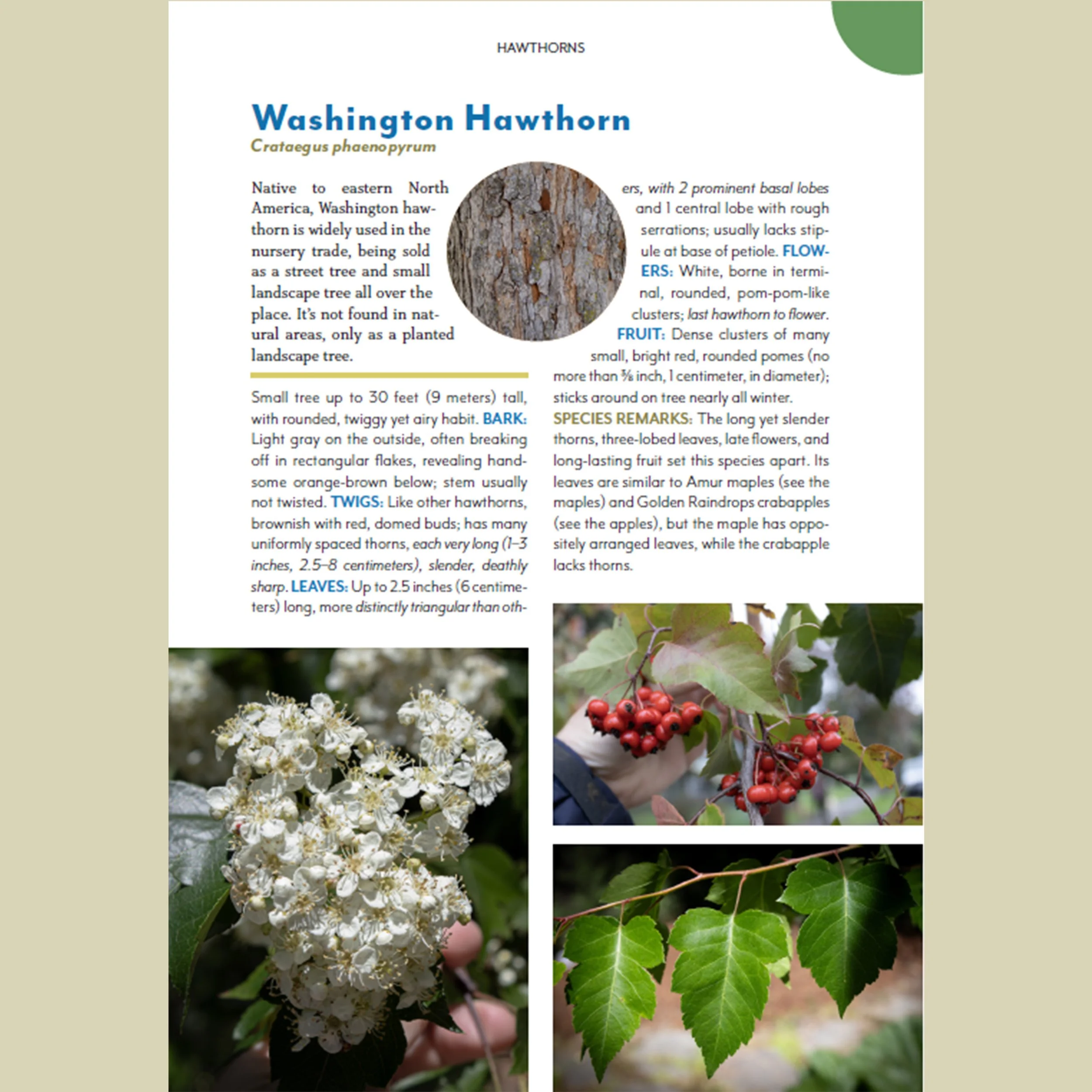 The Trees Around You - By Casey Clapp — Completely Arbortrary